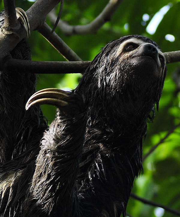 save-rainforest